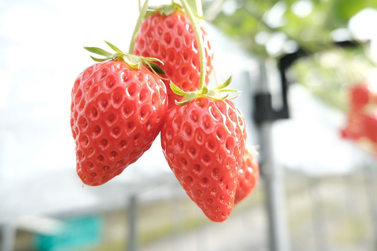 琵琶湖マリオットホテル でしか味わえない滋賀県産 蜂蜜いちご を使ったアフタヌーンティー M エム Kyoto By Leaf 琵琶湖マリオットホテル でしか味わえない滋賀県産 蜂蜜いちご を使ったアフタヌーンティー M エム Kyoto By Leaf