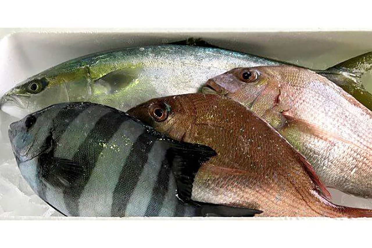 舞鶴漁港直送 鮮魚のイメージ