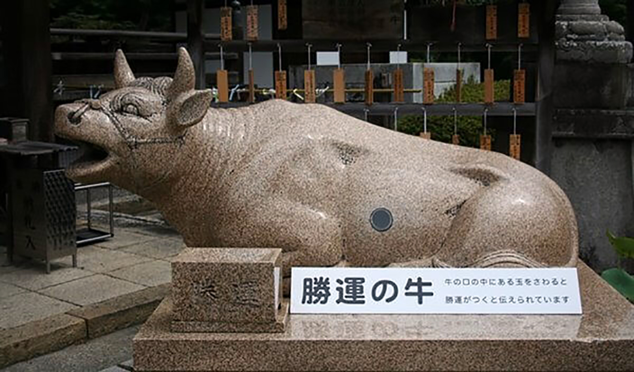 宝勝牛