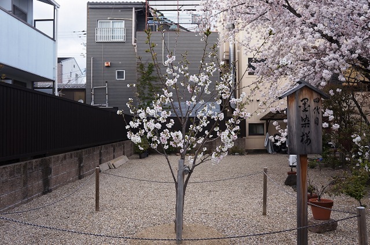 現在は4代目となる桜の若木が、小さく薄墨色をした花を咲かせている