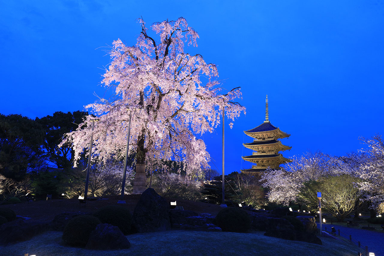 京都の夜桜 桜ライトアップ情報21 M エム Kyoto By Leaf