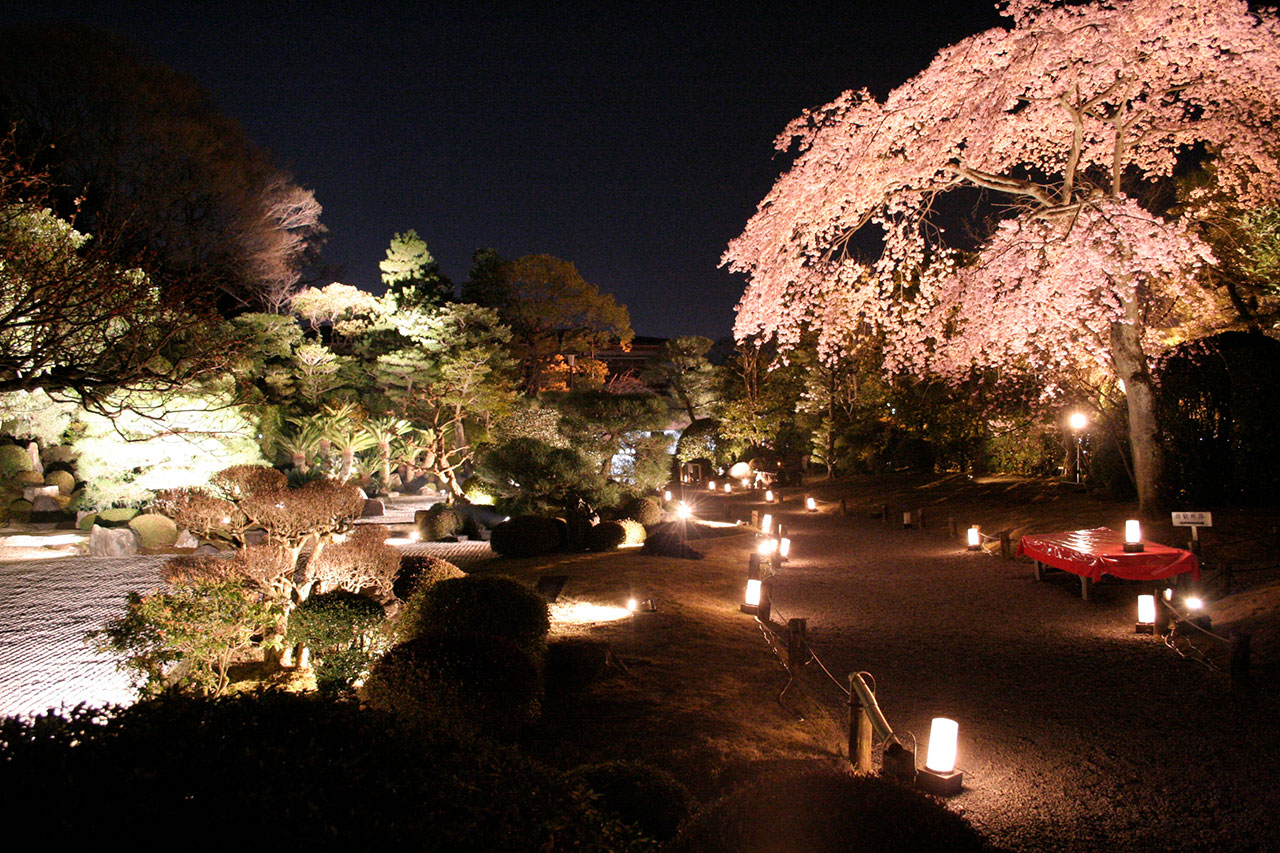 京都の夜桜 桜ライトアップ情報21 M エム Kyoto By Leaf 京都の夜桜 桜ライトアップ情報21 M エム Kyoto By Leaf