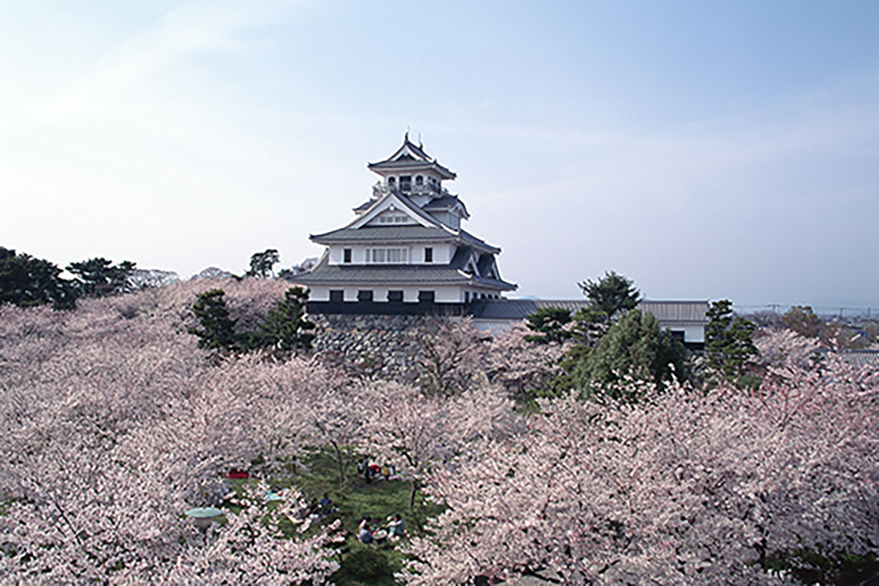 滋賀の夜桜 桜ライトアップ情報21 M エム Kyoto By Leaf 滋賀の夜桜 桜ライトアップ情報21 M エム Kyoto By Leaf