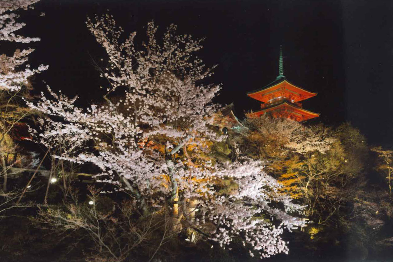 京都の夜桜 桜ライトアップ情報21 M エム Kyoto By Leaf 京都の夜桜 桜ライトアップ情報21 M エム Kyoto By Leaf