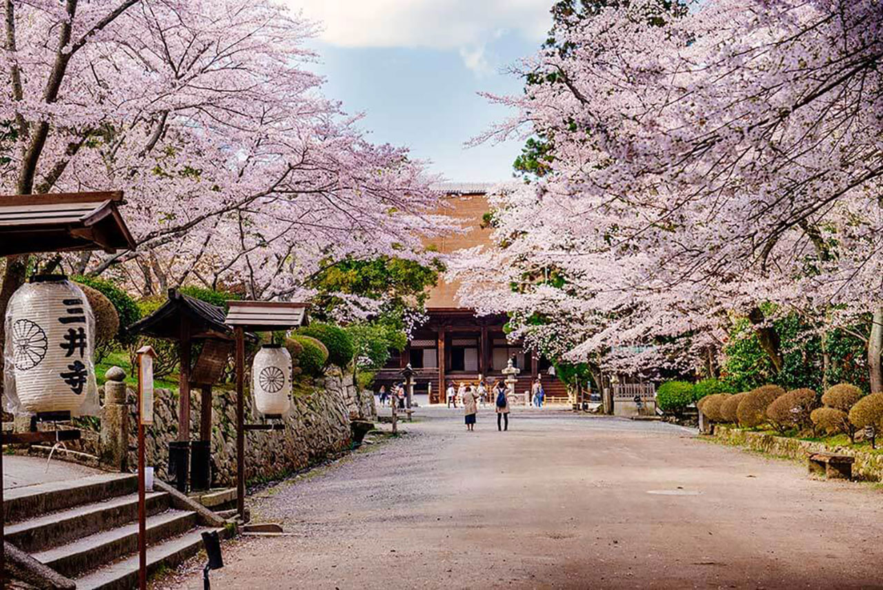滋賀の夜桜 桜ライトアップ情報21 M エム Kyoto By Leaf 滋賀の夜桜 桜ライトアップ情報21 M エム Kyoto By Leaf