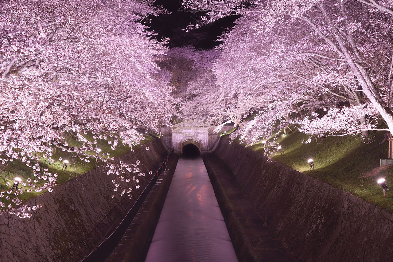 滋賀の夜桜 桜ライトアップ情報21 M エム Kyoto By Leaf