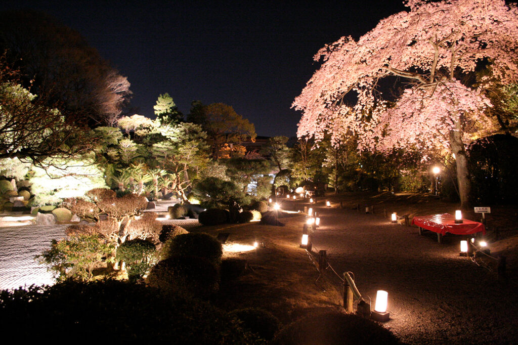 Night Cherry Blossoms at Chion-in Temple