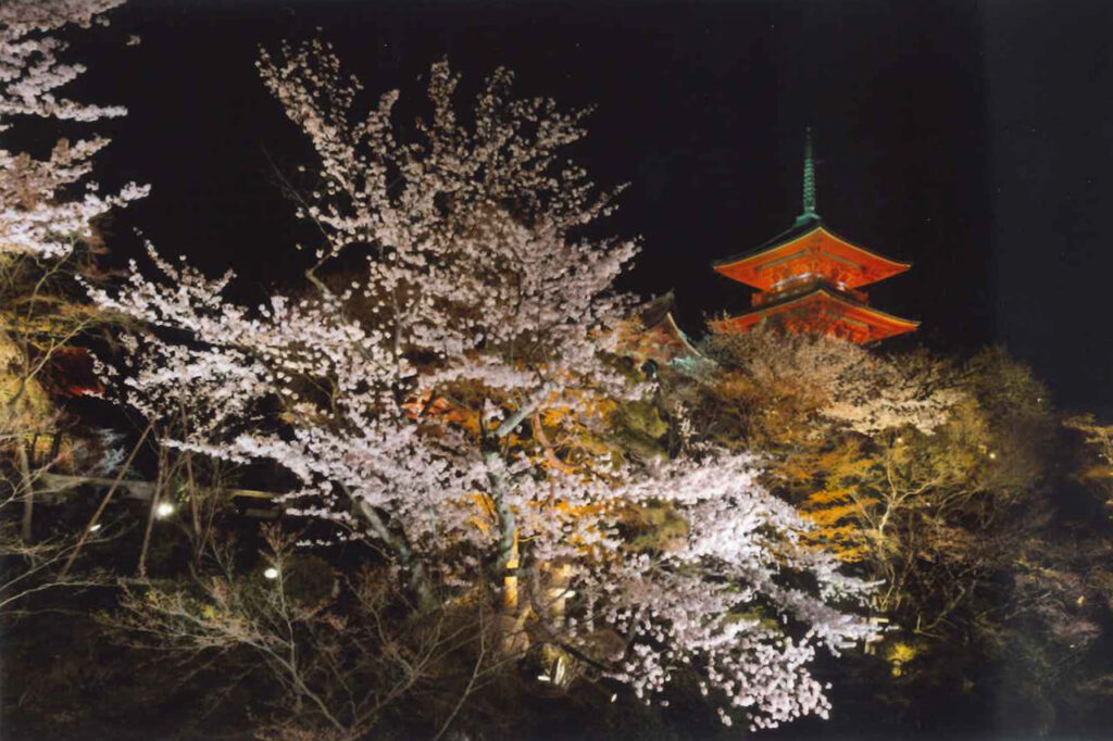 Cherry blossoms at night at Kiyomizu-dera Temple
