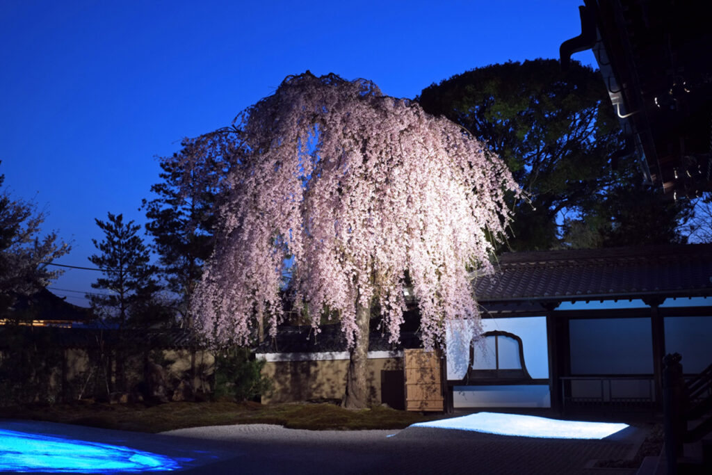 Night Cherry Blossoms at Kodaiji Temple