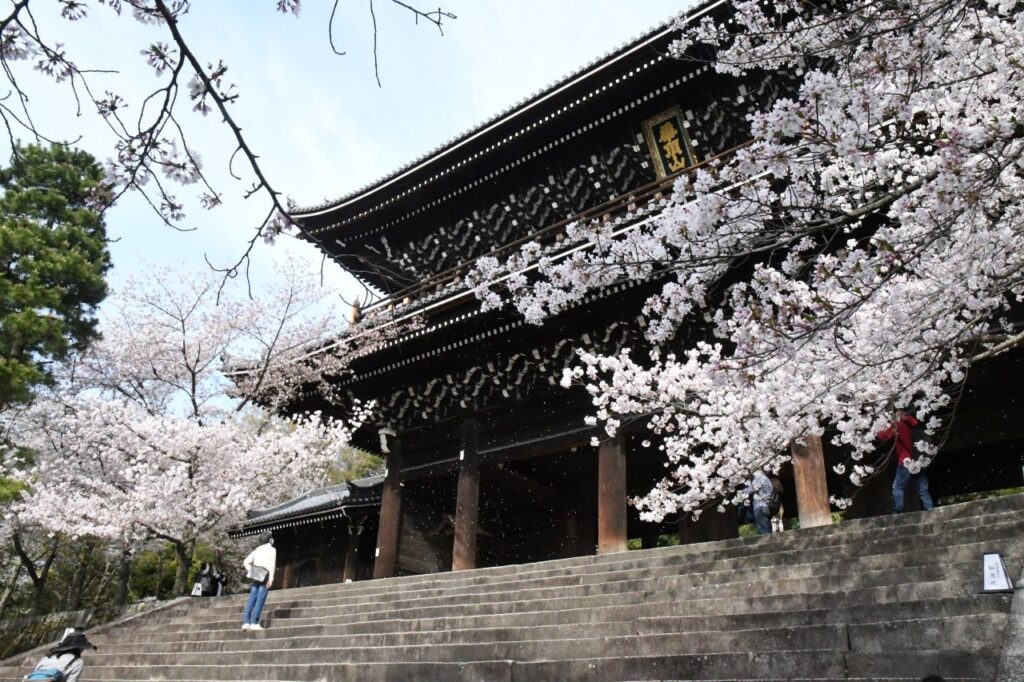 Cherry blossoms at Chion-in Temple
