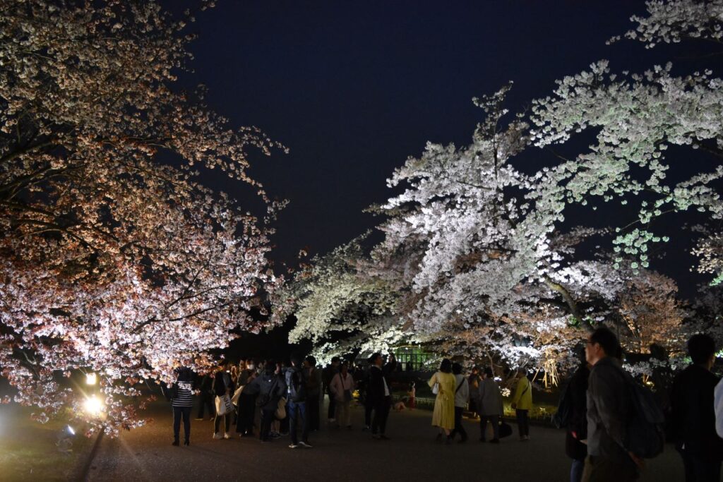 Lighting up the Prefectural Botanical Garden