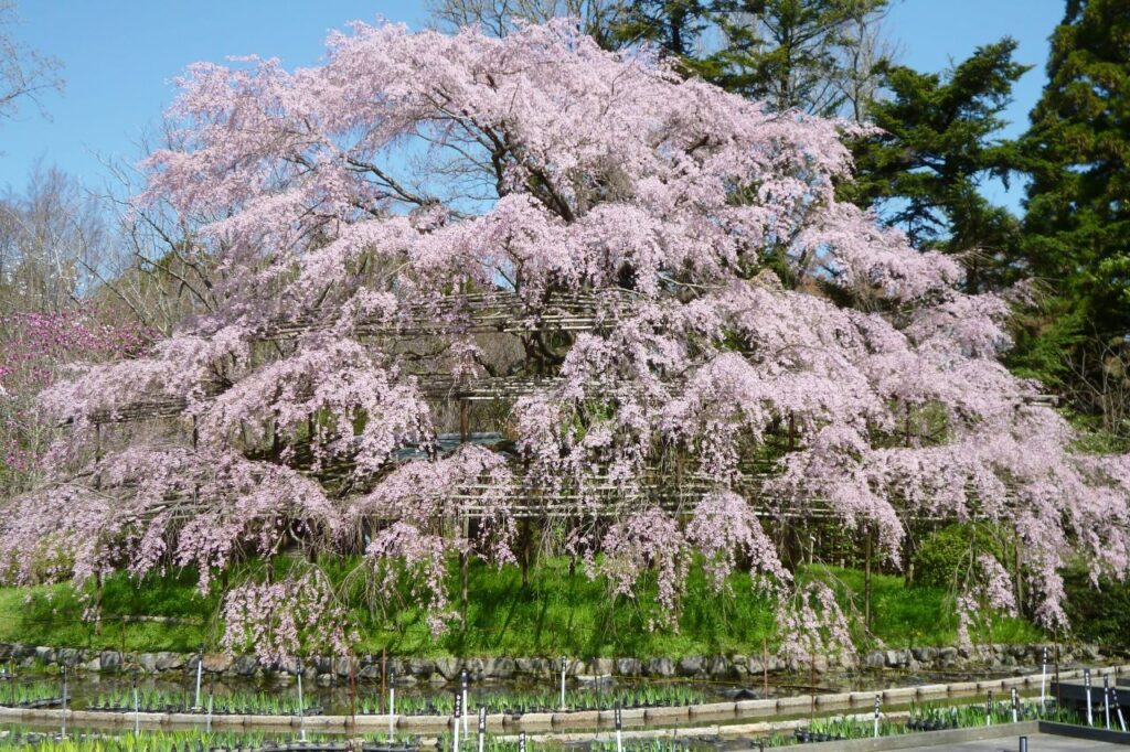 府立植物園の桜