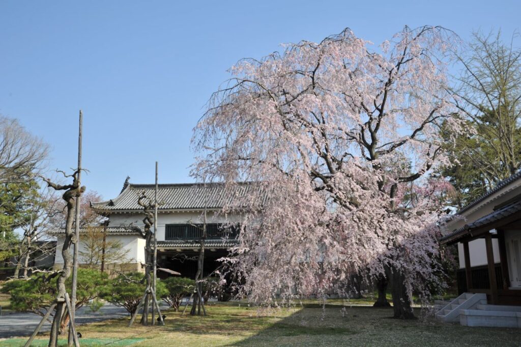 Cherry blossoms at Nijo Castle