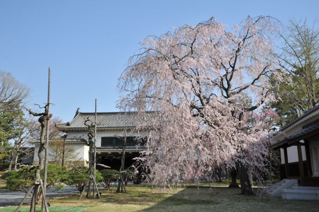 二条城的樱花