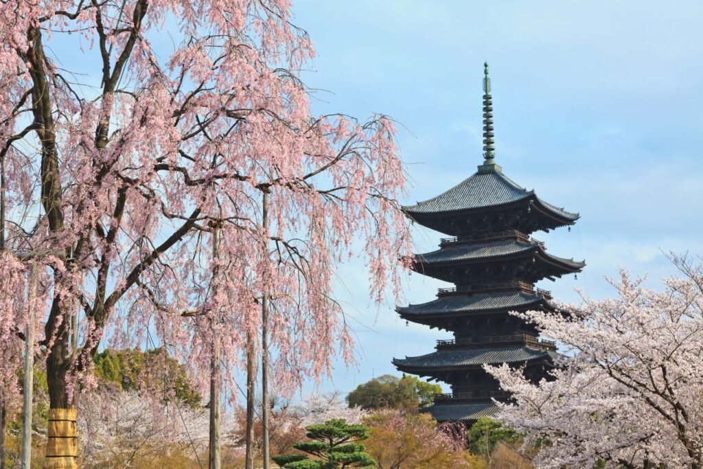 Cherry blossoms at Toji Temple