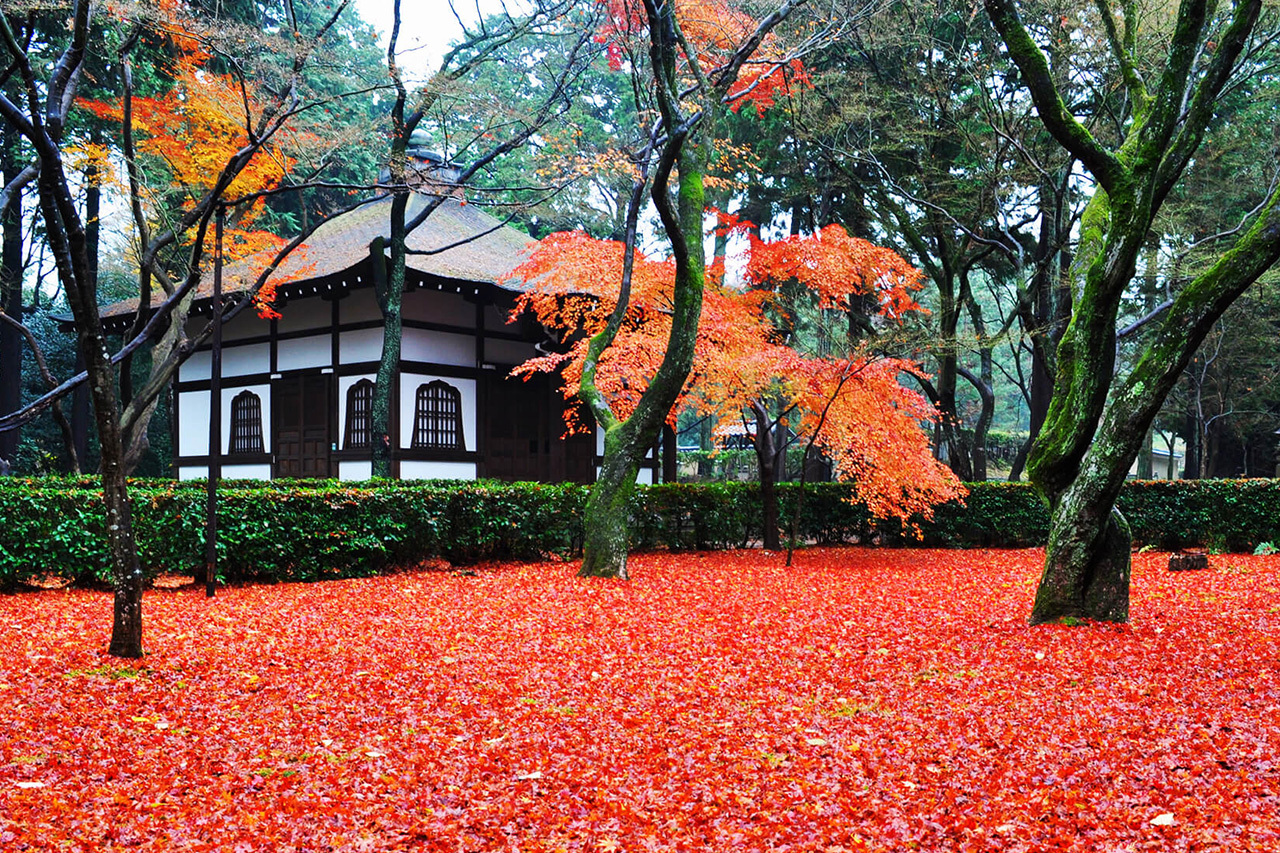 ◉深見東州 絵画 真如堂の「花の木」の紅葉は真っ盛り◉ 専用】深見東州『真如堂の「花の木」の紅葉は真っ盛り』373/500 半田