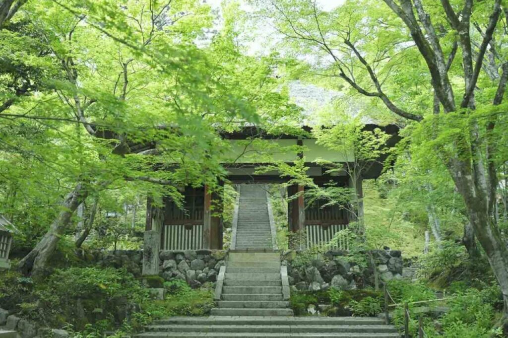 常寂光寺の青もみじ