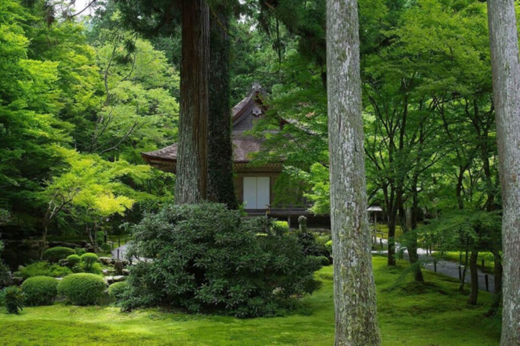 Green maple of Sanzen-in Temple