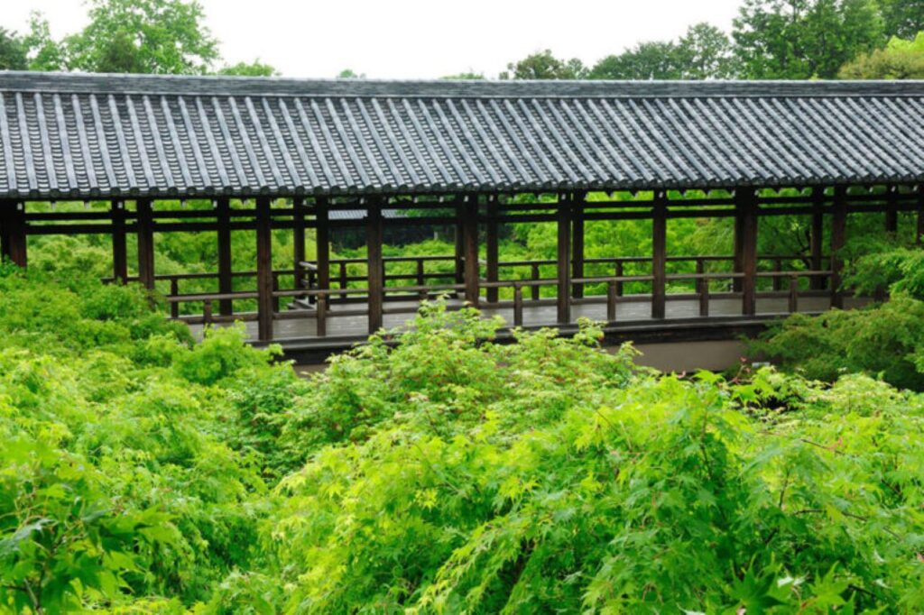 Green maple at Tofukuji Temple