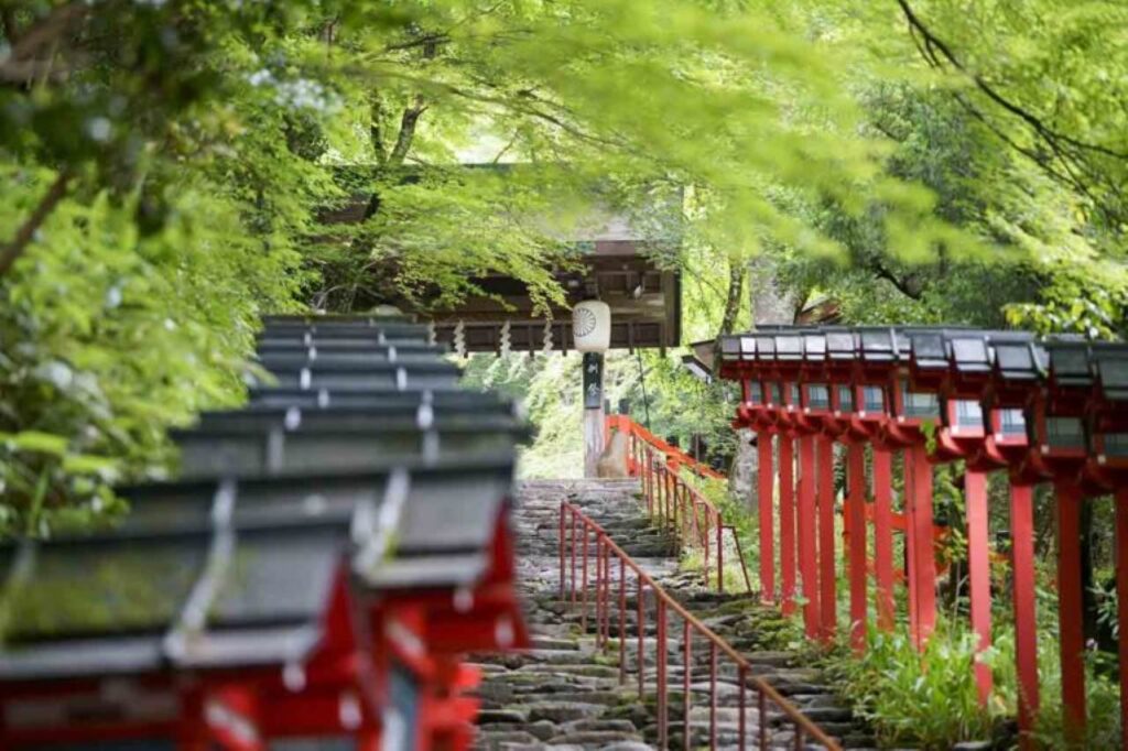 Blue maple leaves at Kifune Shrine