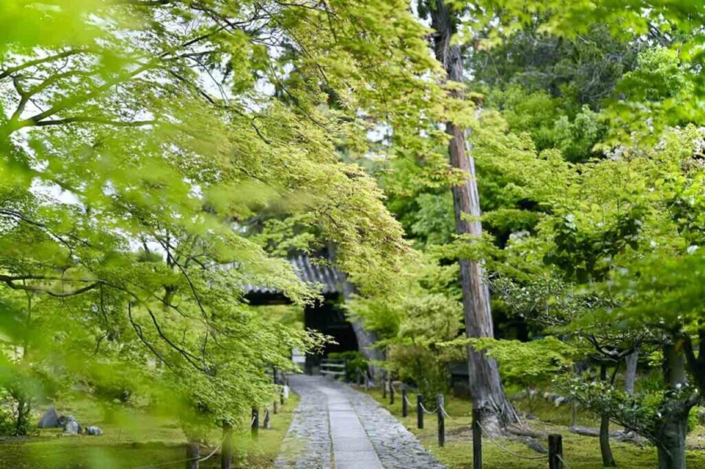 Blue maple leaves at Rokuo-in Temple