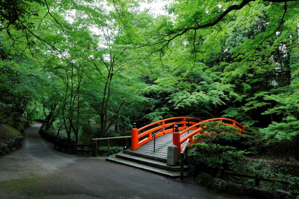 北野天満宮の青もみじ