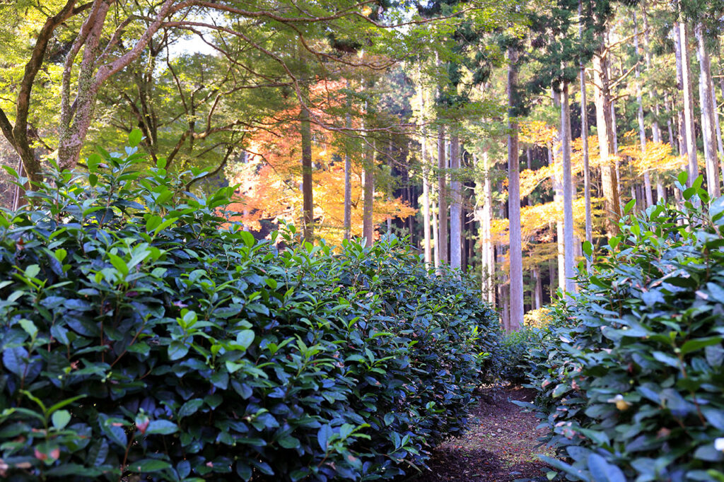 Kozanji Temple