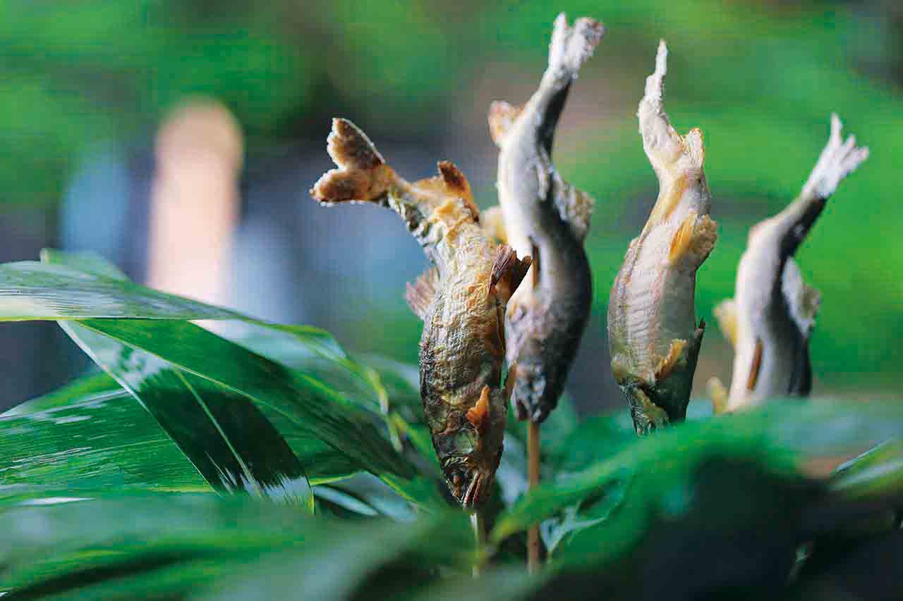 熊笹に囲まれた鮎の塩焼きはインパクト抜群。たで酢をつけてさっ ぱりといただく(写真は4人前)