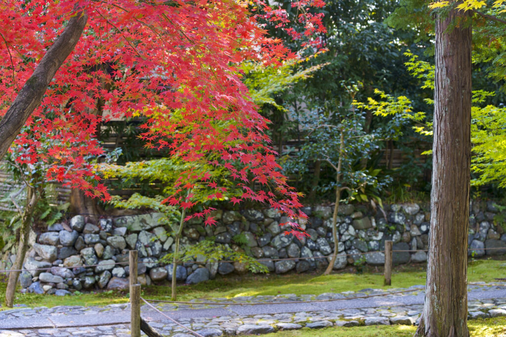 鹿王院