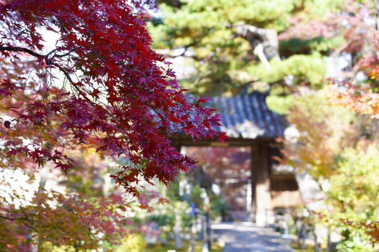 鹿王院