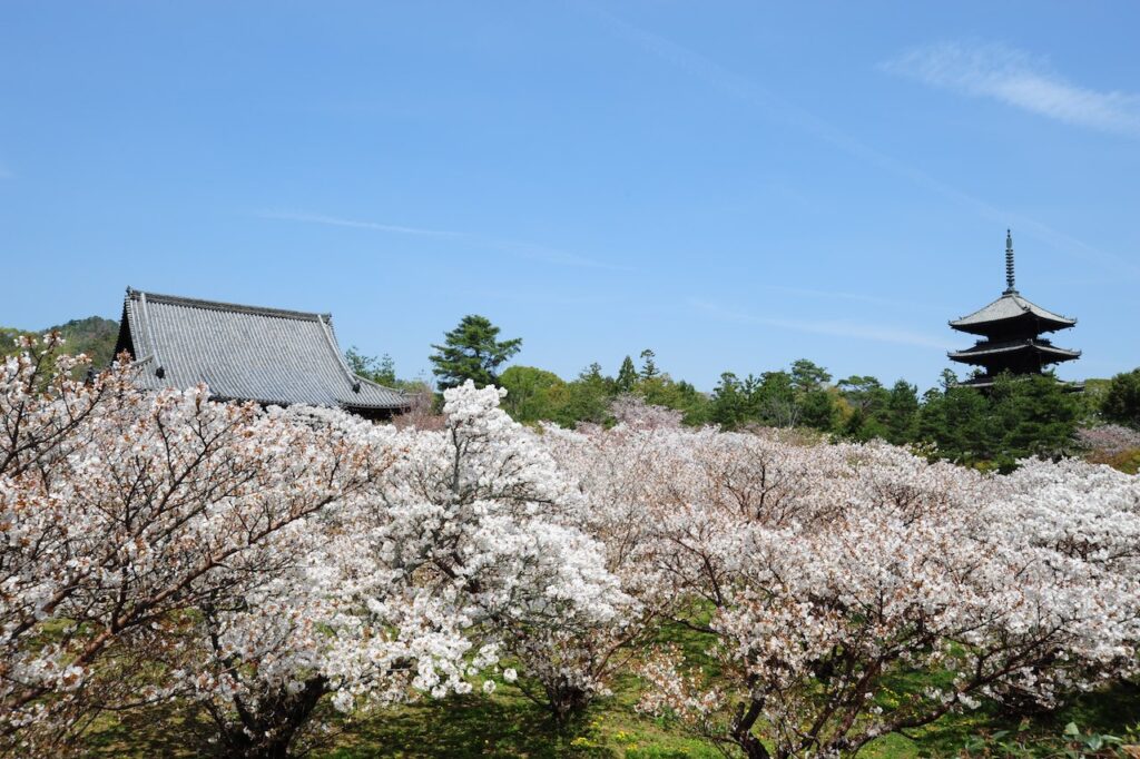 皇室との縁が深い[仁和寺] | Leaf KYOTO