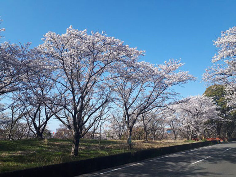 千本桜が美しい にごり池自然公園 M エム Kyoto By Leaf
