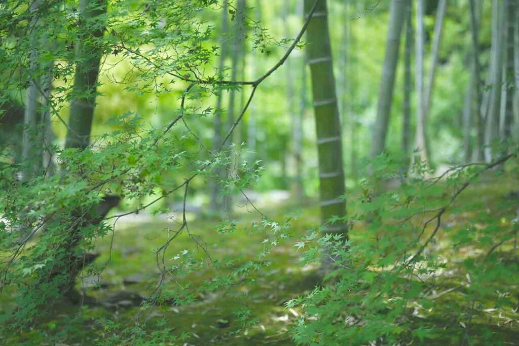 常寂光寺の初夏の青もみじ