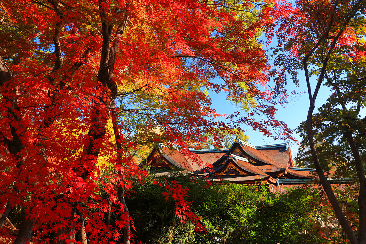 まだ間に合う！11月下旬が見頃の京都・紅葉の名所 | Leaf KYOTO