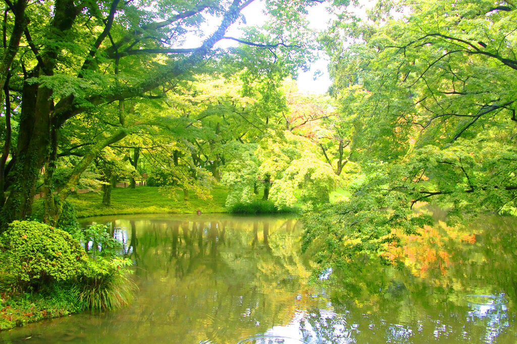 Prefectural Botanical Garden Green Momiji