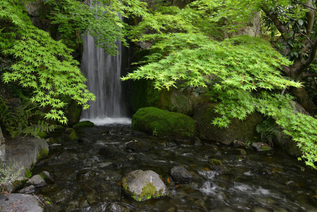 Green maple in Umekoji Park