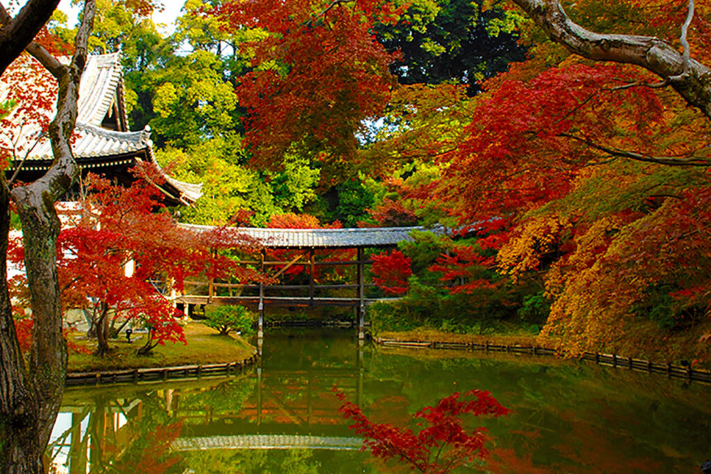 Kodaiji Temple Autumn Leaves