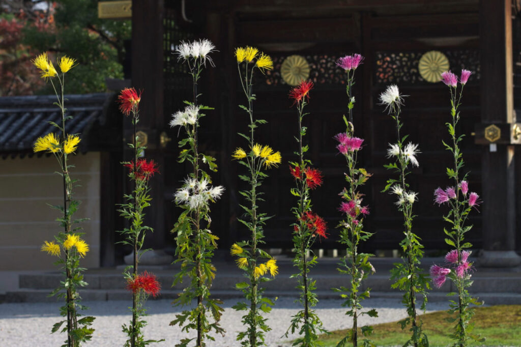 Saga chrysanthemum