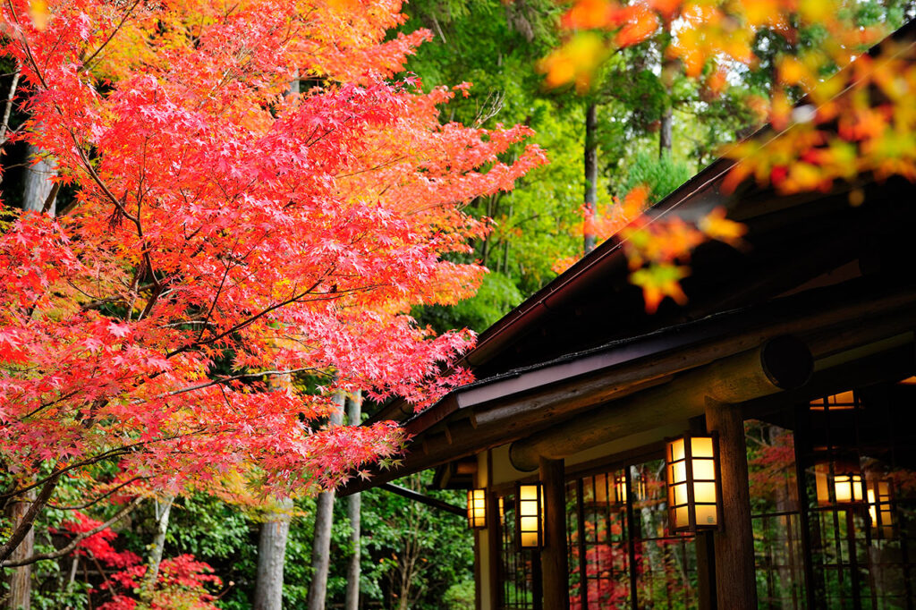 Stores with a view of autumn leaves in Kyoto