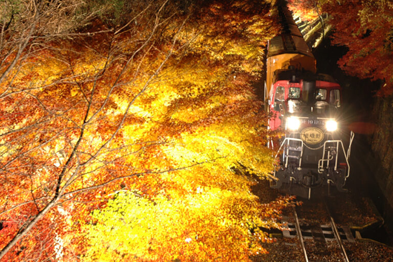 嵯峨野トロッコ列車のライトアップ『光の幻想列車』
