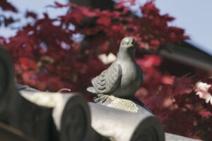 ［三宅八幡宮］