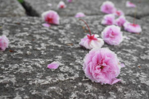 京都樱花的奥秘与传说