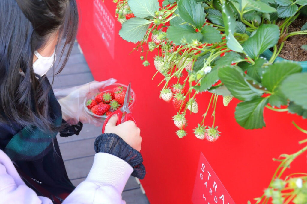 Strawberry Garden in QUESTION