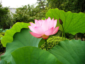 Lotus Temple in Kyoto" to love the representative flower of summer, the sacred lotus flower.