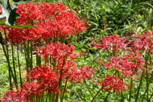 Kyoto's bewitching, higanbana