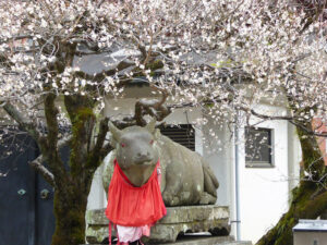 Investigating the "Mysteries of Tenjin-san's Plum and Cows