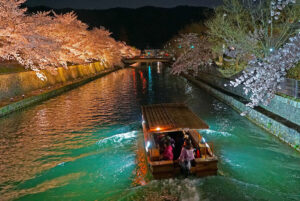 京都 - 7 种樱花照明选择