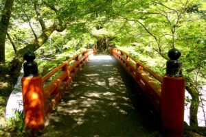 Enjoy the blue maples and go to Saimyoji Temple in Makiio for a money-making experience!