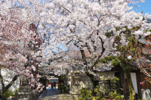 京の桜にまつわる伝説Ⅱ