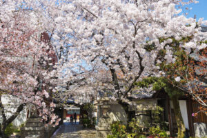 京都樱花传说II